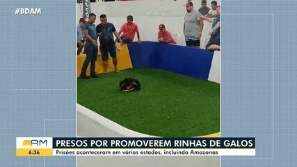 Suspeito por promoverem rinha de galos foram presos em vários estados, incluindo Amazonas Suspeito por promoverem rinha de galos foram presos em vários estados, incluindo Amazonas