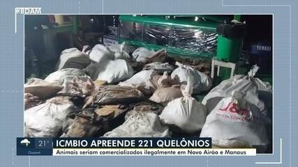 ICMBio apreende 221 quelônios no Amazonas ICMBio apreende 221 quelônios no Amazonas