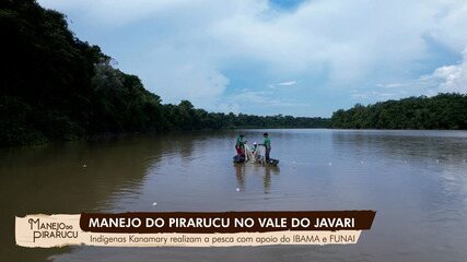 Manejo do Pirarucu no Vale do Javari: indígenas fazem pesca com apoio do Ibama e Funai Manejo do Pirarucu no Vale do Javari: indígenas fazem pesca com apoio do Ibama e Funai