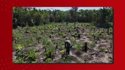 PF destrói 8 mil pés de maconha PF destrói 8 mil pés de maconha