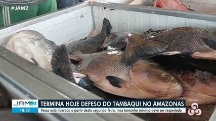 Defeso do tambaqui termina no Amazonas; pesca liberada a partir de segunda Defeso do tambaqui termina no Amazonas; pesca liberada a partir de segunda