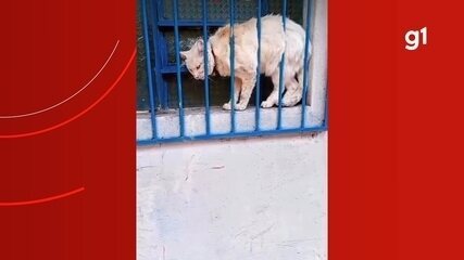 Gata grávida fica presa em janela e é resgatada por Bombeiros em Manaus