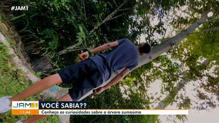 Você Sabia?: conheça as curiosidades sobre a árvore sumaúma Você Sabia?: conheça as curiosidades sobre a árvore sumaúma