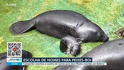 Campanha escolhe nomes para filhotes de peixe-boi-da-Amazônia