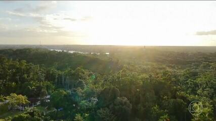 Projeto recupera manguezais na Amazônia