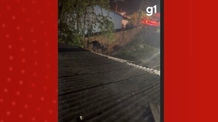 Cadela fica presa em telhado por mais de 2 horas e é resgatada por bombeiros no AM
