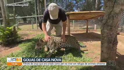 Onça Golias ganha nova casa