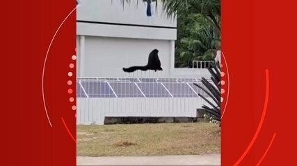 Macaco-aranha é filmado ao andar em avenida e subir grades do CBA em Manaus Macaco-aranha é filmado ao andar em avenida e subir grades do CBA em Manaus