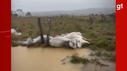 Raio mata dez bois durante temporal em propriedade rural no Sul do Amazonas
