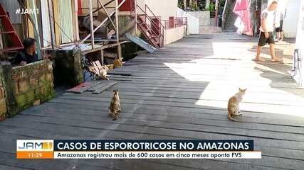 Amazonas registrou mais de 600 casos de esporotricose em cinco meses, diz FVS