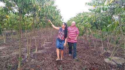 Parte 1: Rondônia é o segundo maior produtor de café robusta do Brasil