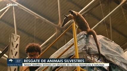 Ipaam resgata animais silvestres e reconduziu a natureza