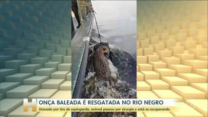 Onça baleada é resgatada no Rio Negro