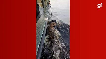 Onça é resgatada após passar horas nadando no Rio Negro, em Manaus Onça é resgatada após passar horas nadando no Rio Negro, em Manaus