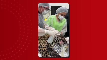 Onça resgatada nadando no Rio Negro foi alvejada com mais de 30 chumbinhos