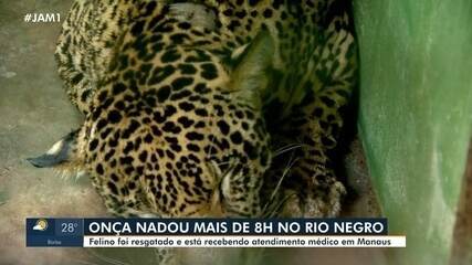Onça resgatada no Rio Negro segue processo de recuperação após cirurgia em Manaus Onça resgatada no Rio Negro segue processo de recuperação após cirurgia em Manaus