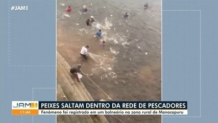 Peixes saltam de dentro d'água para a rede de pescadores no interior do AM Peixes saltam de dentro d'água para a rede de pescadores no interior do AM