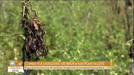 Vassoura-de-bruxa devasta plantações e provoca crise na produção de alimentos no Amapá Vassoura-de-bruxa devasta plantações e provoca crise na produção de alimentos no Amapá