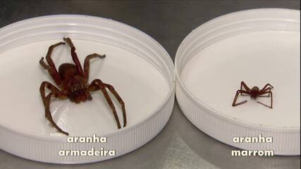 Aranha marrom: conheça a espécie Aranha marrom: conheça a espécie