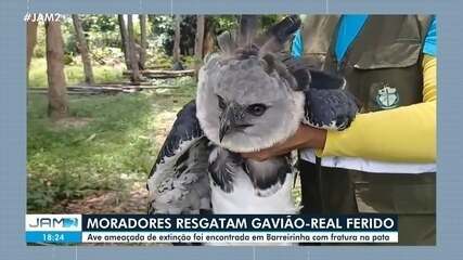 Moradores resgatam gavião-real ferido no interior do AM Moradores resgatam gavião-real ferido no interior do AM