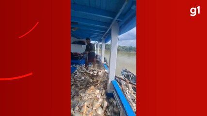 Barco se transforma em 'piscina' com milhares de peixes após pesca no AM