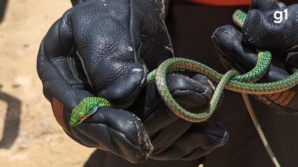 Motorista encontra cobra dentro de moto em Tabatinga