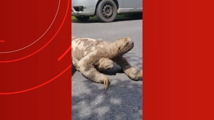 Preguiça é flagrada tentando atravessar estrada com filhote no interior do Amazonas Preguiça é flagrada tentando atravessar estrada com filhote no interior do Amazonas