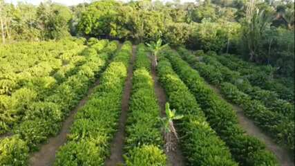Cultivo de café ganha espaço no AM