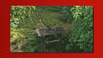 Onça-pintada do AM desafia tempo e está entre felinos mais velhos em cativeiro no Brasil. Sabrina Rocha