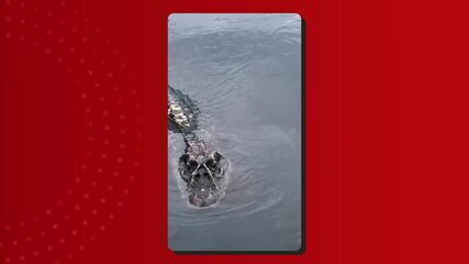 Jacaré 'Jason' atende criança ao ser chamado pelo nome em rio do AM