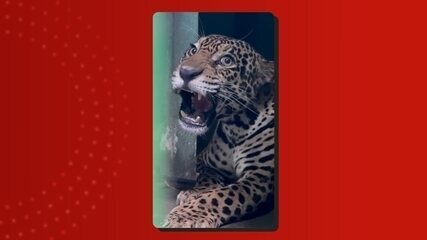 Vídeo mostra evolução de onça resgatada no Rio Negro durante processo de reabilitação