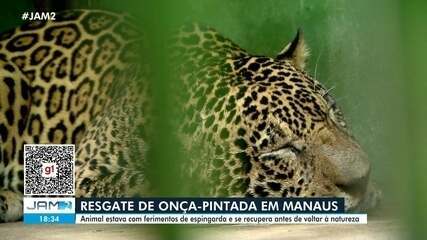 Onça é resgatada após passar horas nadando no Rio Negro, em Manaus