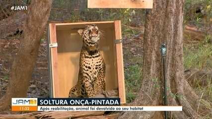 Soltura onça-pintada: animal foi devolvido ao seu habitat no Amazonas