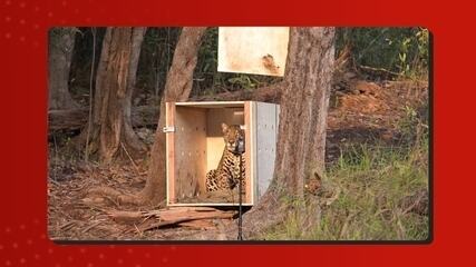 Vídeo mostra onça resgatada à deriva no Rio Negro sendo solta em floresta do Amazonas. Antônio Humberto/Seped