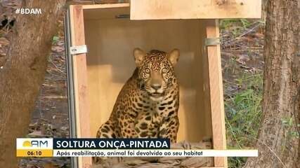 Soltura onça-pintada: após reabilitação, animal foi devastado ao habitat no Amazonas