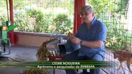 Máquina criada por pesquisador no PI ajuda agricultores a aumentar produção do feijão