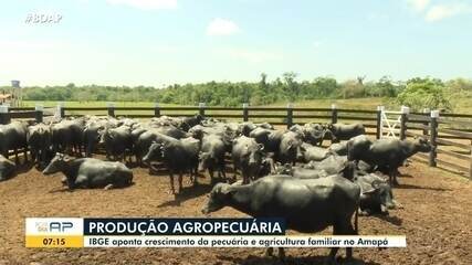Pesquisa aponta crescimento da pecuária e agricultura familiar no Amapá