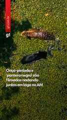 Fotografo registra onça-pintada e 'pantera negra' tomando banho juntas no Amazonas