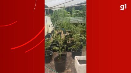 Plantação com 50 pés de maconha é achada em chácara na Zona Oeste de Manaus
