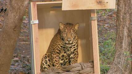 Exclusivo: a recuperação da onça que quase morreu afogada no Rio Negro e hoje está de volta à floresta