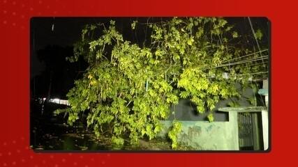 Árvore antiga caiu sobre uma casa no Conjunto Ajuricaba durante temporal