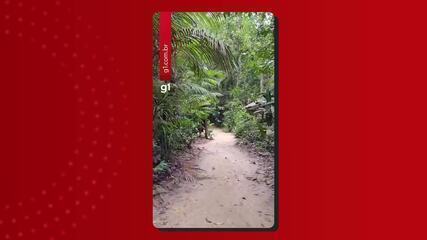 Musa: conheça o museu que fica dentro de uma das maiores florestas urbanas do país