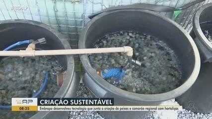 Embrapa desenvolveu tecnologia que junta a criação de peixes e camarão com hortaliças