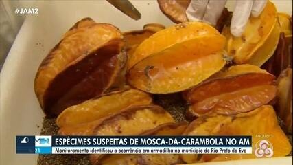 Espécimes suspeitas de mosca-da-carambola são identificadas em Rio Preto da Eva