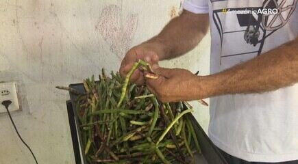 Amazônia Agro mostra invenção de agricultor que criou máquina de debulhar feijão