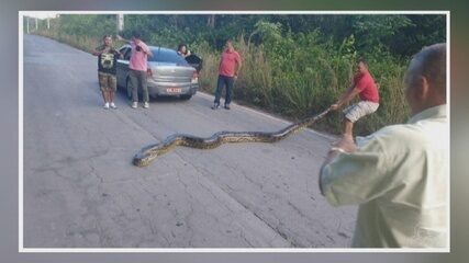 Taxista flagra cobra tentando atravessar rodovia no AM