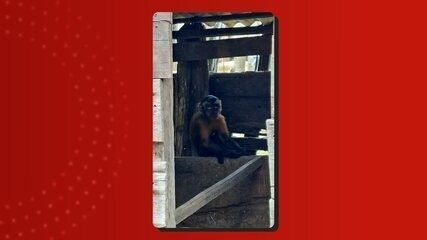 Macaco-prego causa confusão e leva alimentos de casas no AM; moradores são orientados