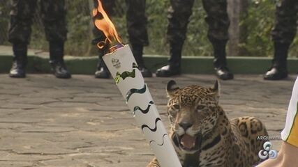 MPF pede indenização após morte de onça Juma no Tour da Tocha no AM