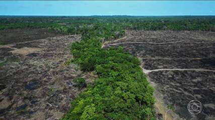Depois de 2 anos em queda, desmatamento na Amazônia aumenta no 1º semestre de 2025