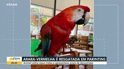Arara-vermelha é resgatada em Parintins
